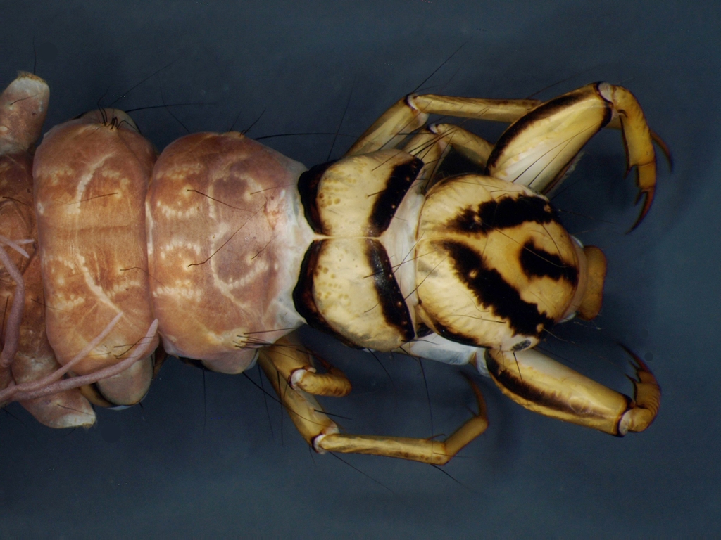 Phryganea bipunctata